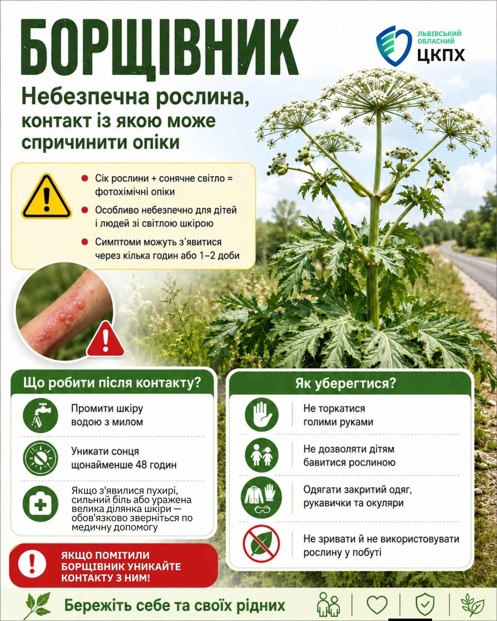 У Трускавці попередили про небезпеку борщівника